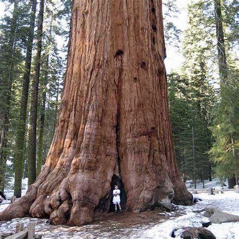 20 COAST REDWOOD SEEDS GIANT Sequoia sempervirens Garden & Patio Tree ...