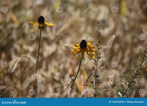 Beautiful Meadow Full of Flowers and Tall Grass Stock Photo - Image of sunflowers, tree: 103393250