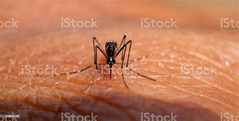 Aedes Aegypti Mosquitoe Bite And Feeding Blood On Wrinkle Skinaedes Mosquitoes Bring Dengue ...