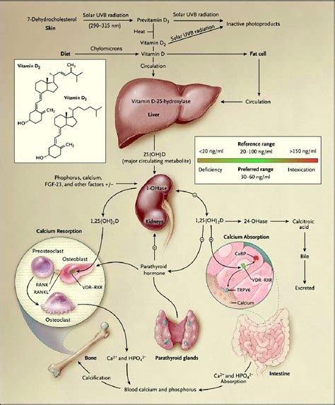 Doctors Gates: Synthesis and metabolism of vitamin D in the regulation of calcium, phosphorus ...