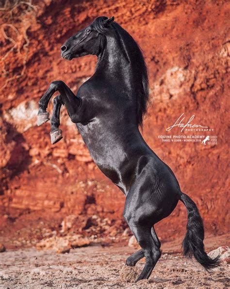 Beautiful black Friesian horse rearing against a burnt red background ...