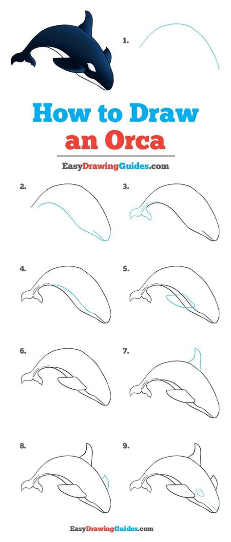 How to Draw an Orca | Drawing tutorial easy, Easy drawings, Orca