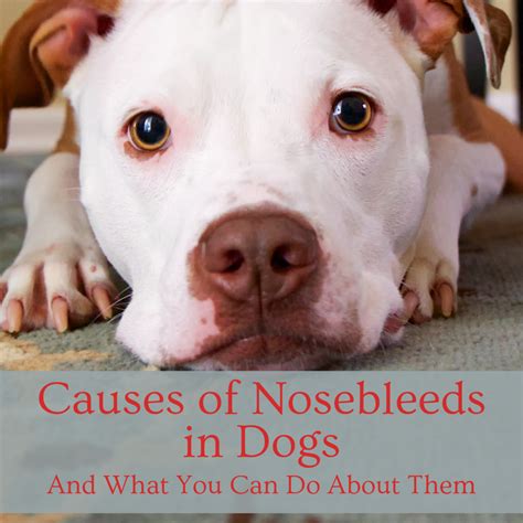 Przyczyny krwawienia z nosa u psów | Organitzem
