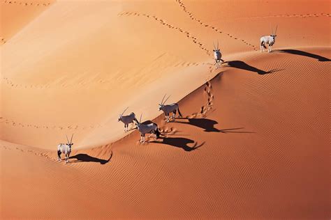 Namibia Adventure | Namibia Safari Tour 2024 | Trafalgar