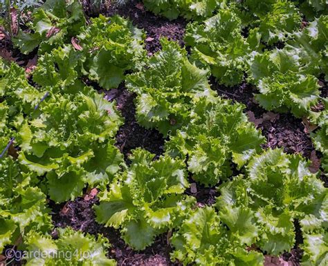 How to successfully grow leaf lettuce in your garden - Gardening4Joy