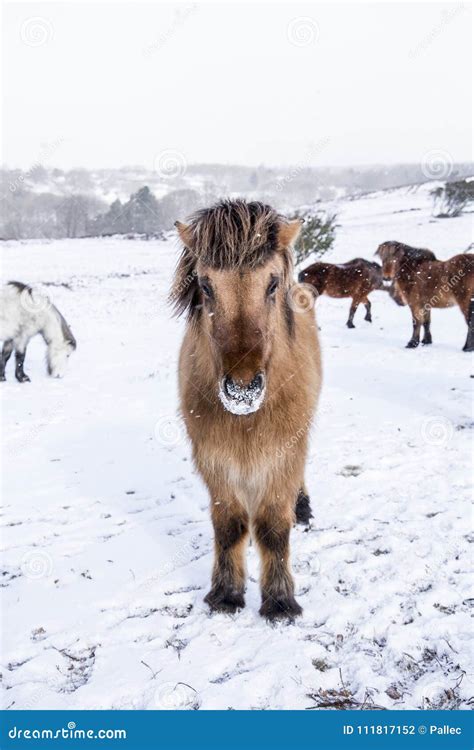 Wild Horses Standing in Snow Covered Winter Landscape Stock Photo - Image of holiday, frost ...