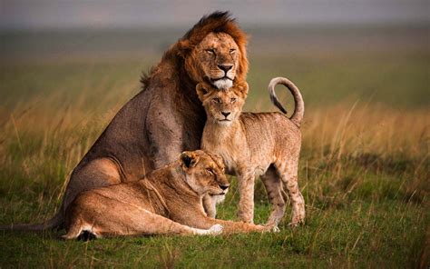 Lion Family Wallpapers - 4k, HD Lion Family Backgrounds on WallpaperBat