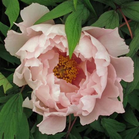 Pale Pink Peony | Flower garden design, Garden plants, Cottage garden ...