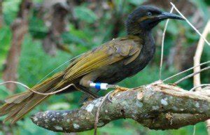 Racing to Save 2 Samoan Endemics - 10,000 Birds