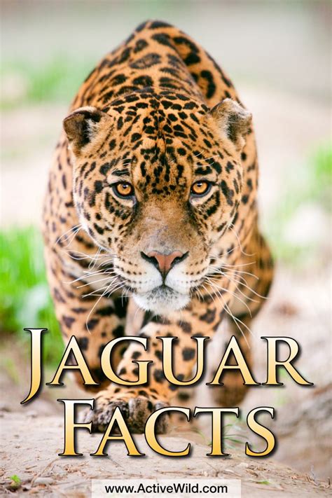 Rainforest Animals Facts Jaguar