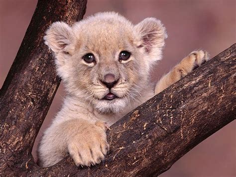 Baby lion, babies, animals, HD wallpaper | Peakpx