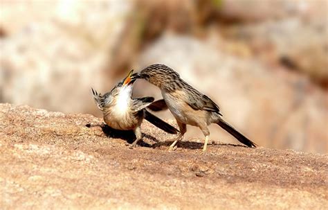 Common Babbler Bird Photograph by Ankur Moitra - Pixels