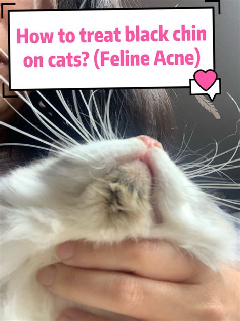 How to Treat Feline acne? Cat Black Chin/ Dirty Cat Chin- Cherish Lewi – CHERISH LEWIS