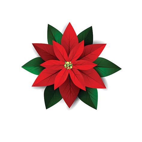 christmas poinsettias clipart 20 free Cliparts | Download images on Clipground 2024