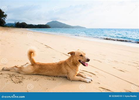 Relaxed Dog on Tropical Beach Stock Photo - Image of outside, happy: 32304510