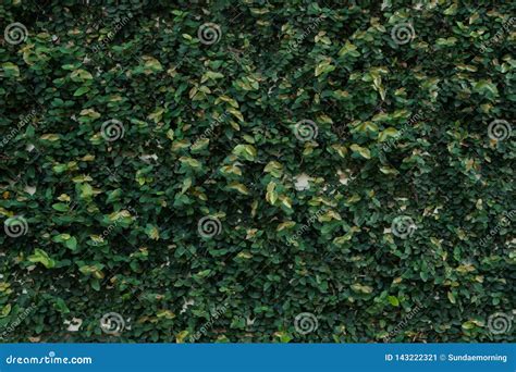 Ficus Pumila, Wall Climbing Plant, Texture Background, Nature Wallpaper ...