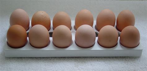 All About The Australorp Chicken Breed Fresh Eggs Daily®, 51% OFF