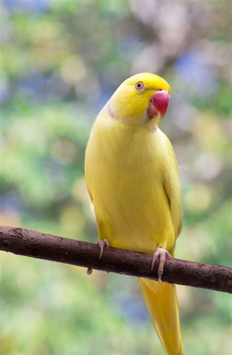 Lutino indian ringneck | Parrot, Pet birds, Exotic birds