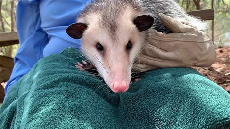 Amazing Adaptations - The Virginia Opossum with activity sheet - YouTube