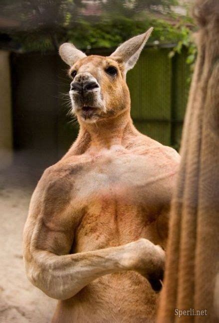 Buff Kangaroo. You would not want to get a kick or thump from this bloke. You would come off ...