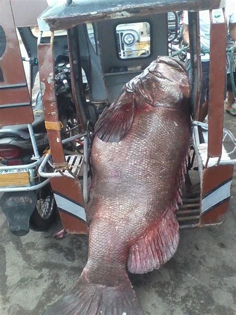 Another huge lapu-lapu fish found in Camarines Sur | DailyPedia