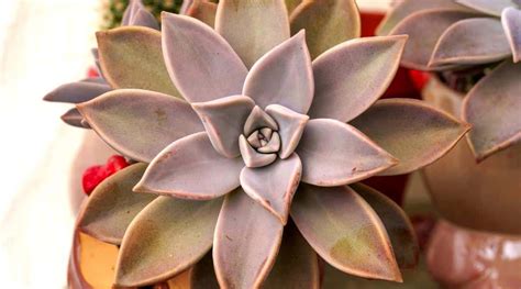 How to Plant, Grow, and Care For Ghost Plants