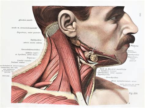 Neck & Throat Muscles Ligaments Tendons Bones C.1900 | Etsy | Ligaments and tendons, Muscle ...