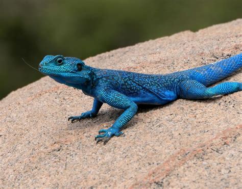 blue lizard | Suliman SA | Flickr