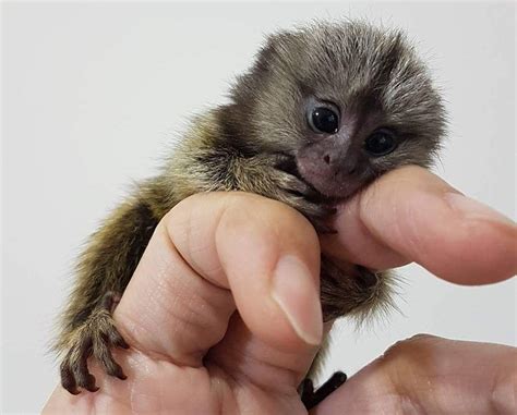 Best Small Pet Monkey Breeds | Pets Animals US