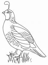 Himalayan Quail Coloring Page  Free Printable Pages For Kids sketch template