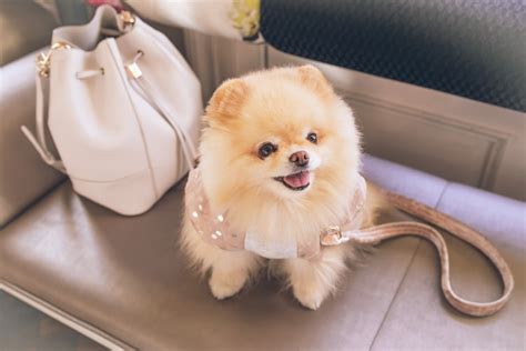 Pomeranian Food Allergies - PomeranianPlaza.com