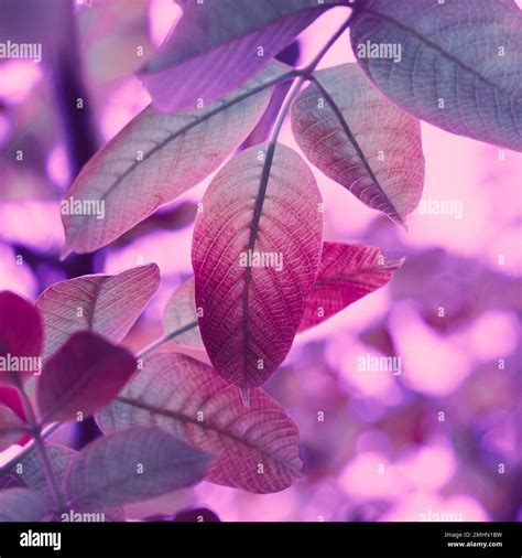 Red and red leaves hi-res stock photography and images - Alamy