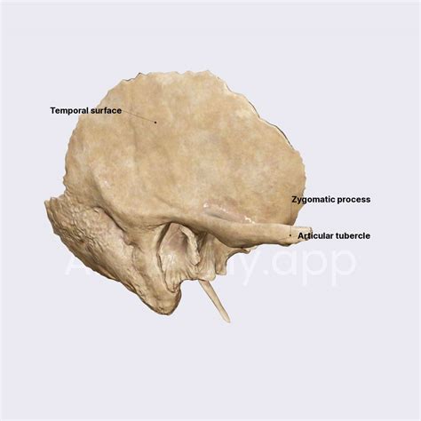 Squamous part of temporal bone | Skull | Head and Neck | Anatomy.app | Learn anatomy | 3D models ...