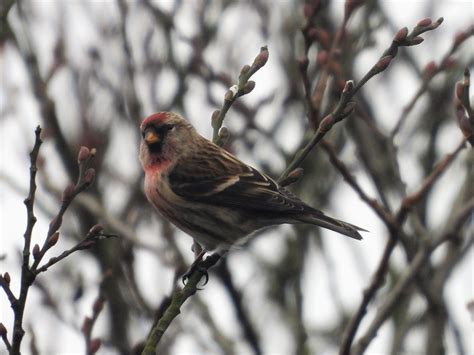 Lesser Redpoll male | BirdForum