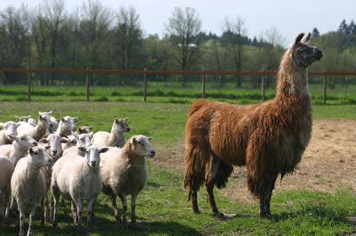 Kentucky Alpaca Association: Kentucky Alpaca Association - River Hill ...