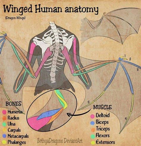 Pin on Anatomy | Anatomy reference, Drawing tips, Wing anatomy