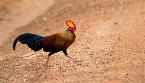 Sri Lanka Junglefowl / Gallus lafayettii photo call and song