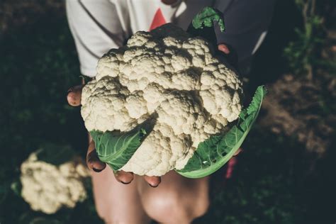 How to Harvest Cauliflower Like a Born Farmer