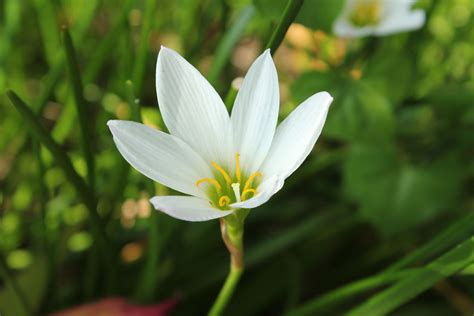 Free photo: White flower - Bloom, Blooming, Blossom - Free Download ...