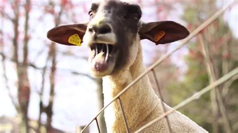 Goats Screaming Funny LoL WoW 🐐 Video 2020 - YouTube