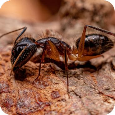 Carpenter Ant Control - Heat Wave Pest