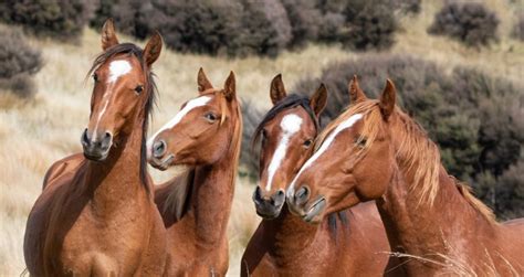 Do Horses Eat Meat? Are Horses Herbivores or Omnivores?