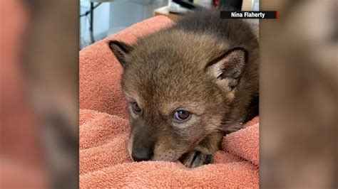 Massachusetts family mistakes baby coyote for lost puppy - ABC7 New York