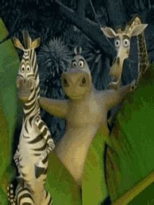 Gloria From Madagascar Dancing GIFs | Tenor