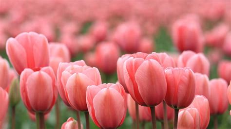 Tulip Wallpapers Top Free Tulip Backgrounds Wallpaperaccess | Pink ...