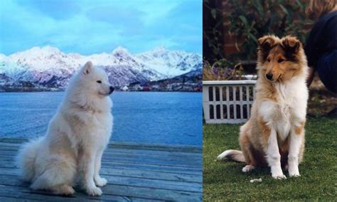 Samoyed vs Rough Collie - Breed Comparison | MyDogBreeds