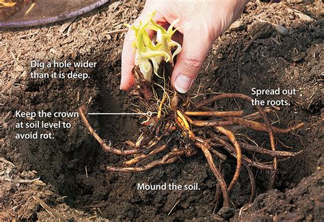 How to plant bare-root perennials | Propagating plants, Perennials, Plants