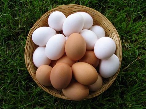 Why chicken eggs are white and brown: what color depends on, which ones ...