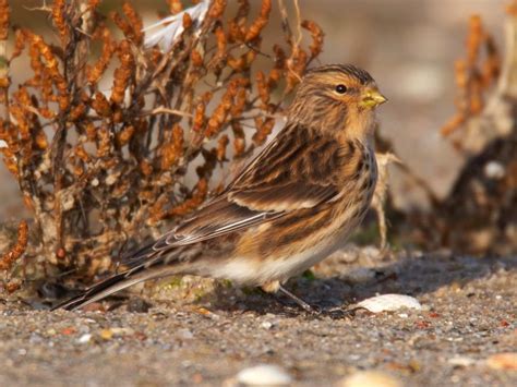 Twite Bird Facts (Linaria flavirostris) | Birdfact