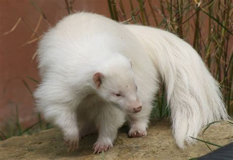 Amazing Photographs Of Albino Animals ~ Awesome New Gift Ideas